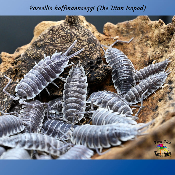 Porcellio hoffmanseggi "Titan" Isopods, Count Of 5, Young mixed sizes