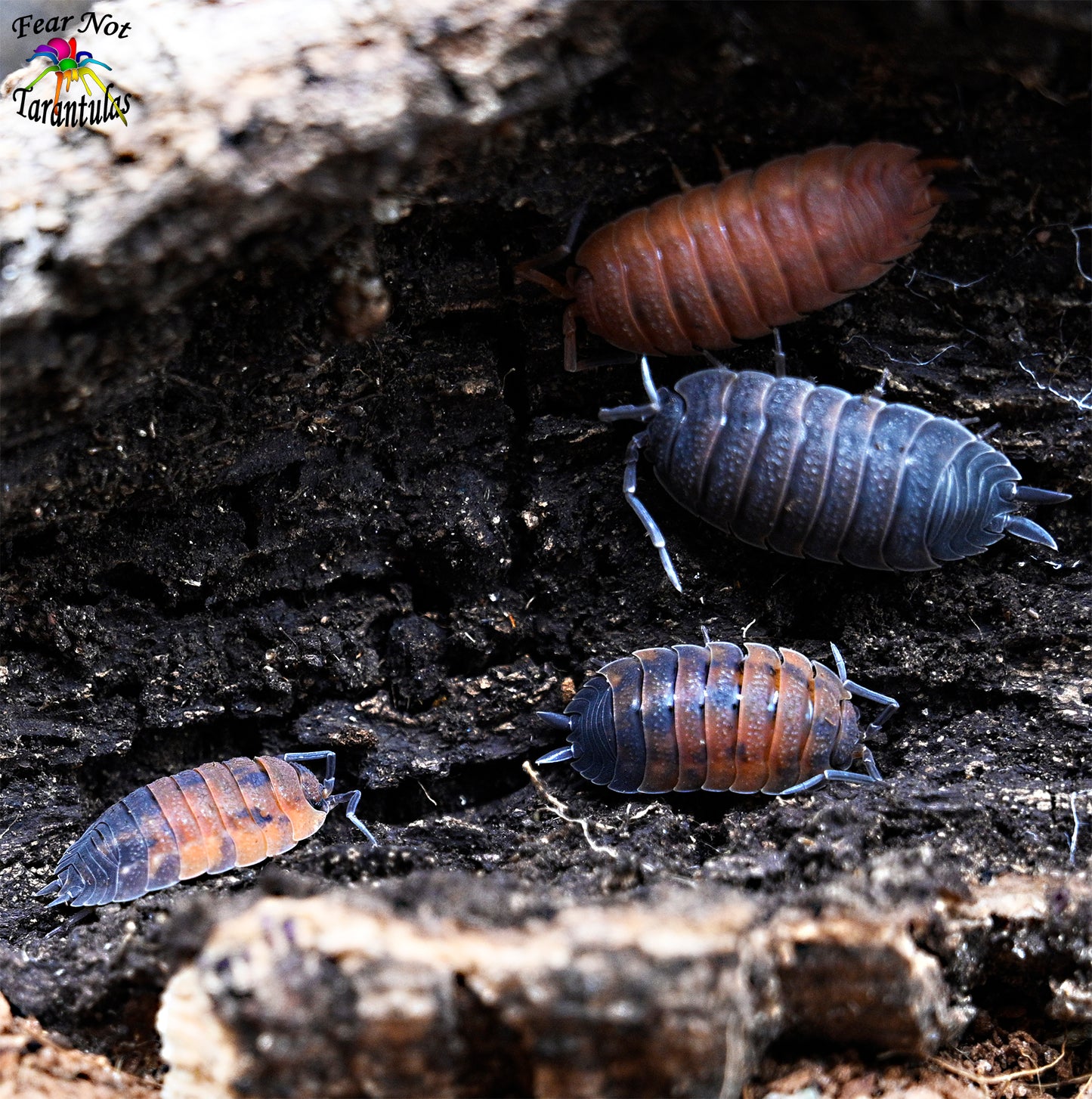 Lava isopods working to keep clean a tarantula habitat