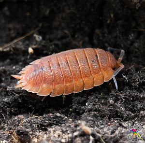 Porcellio scaber "Lava" Isopods Count Of 10, Young mixed sizes