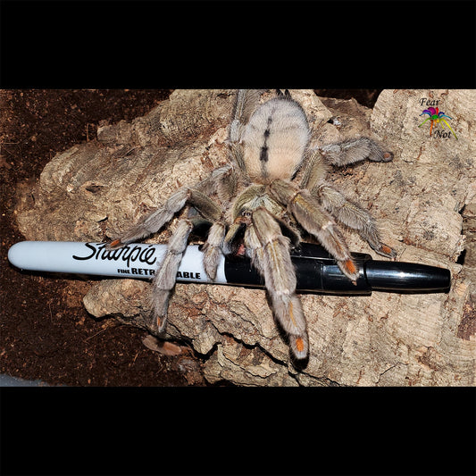 Psalmopoeus cambridgei  (Trinidad Chevron Tarantula) about 3/4"  FREE for orders  $50 and over (after discounts and does not include shipping) One freebie per shipment.