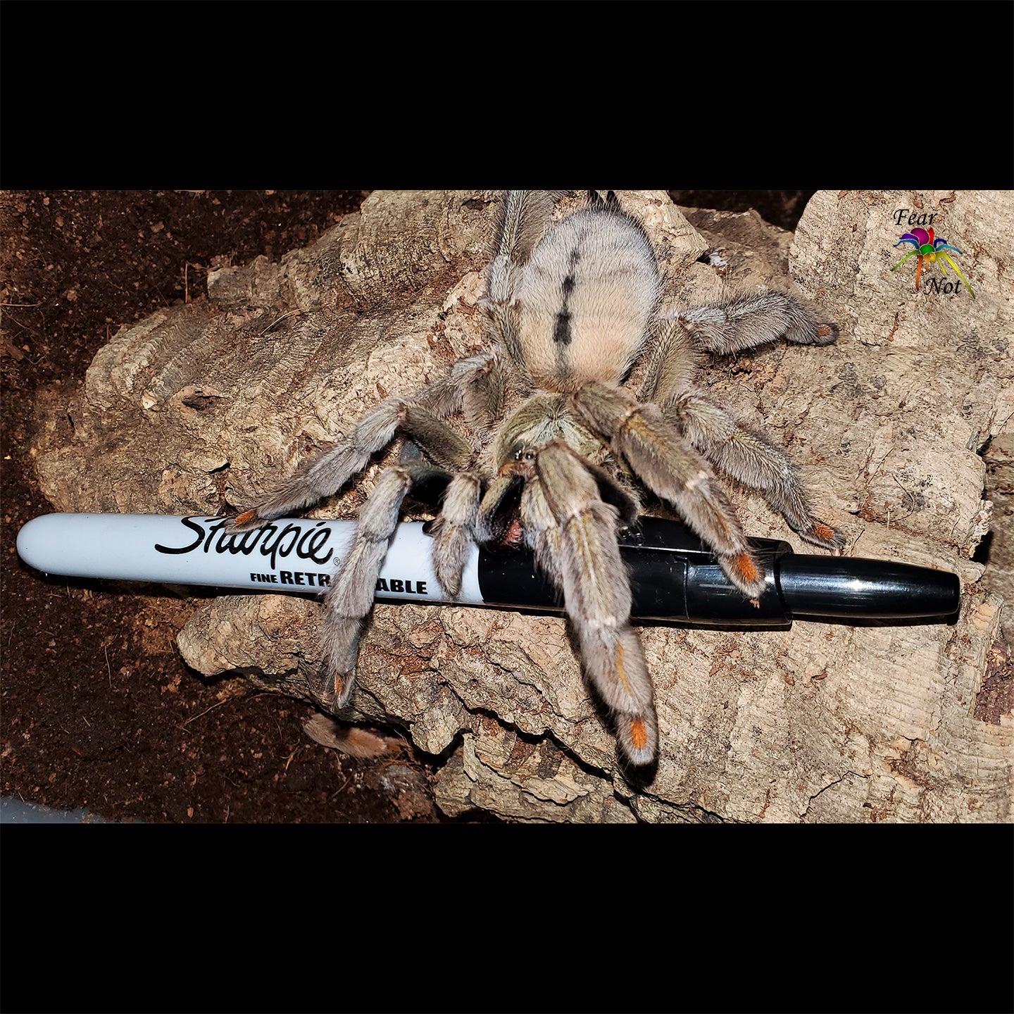 Psalmopoeus cambridgei  (Trinidad Chevron Tarantula) about 1"