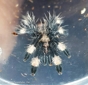 Psalmopoeus irminia (Venezuelan Suntiger Tarantula) about 1"  FREE for orders $75 and over. (after discounts and does not include shipping) One freebie per shipment.
