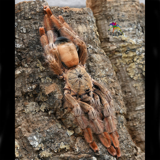 Psalmopoeus pulcher (Panama Blonde Tarantula) about 3/4" - 1"