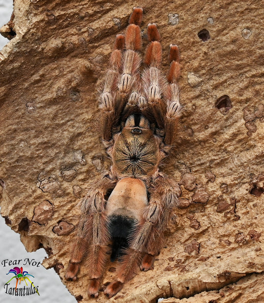Psalmopoeus pulcher (Panama Blonde Tarantula) about 1" +