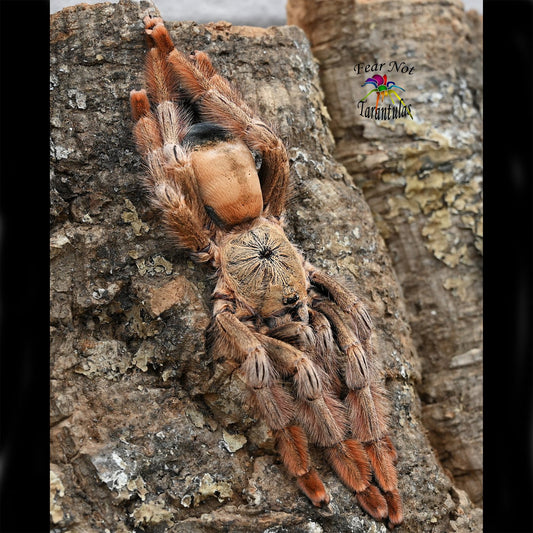 Psalmopoeus pulcher (Panama Blonde Tarantula) about 1/2" - 3/4"  FREE for orders $75 and over. (after discounts and does not include shipping) One freebie per shipment.