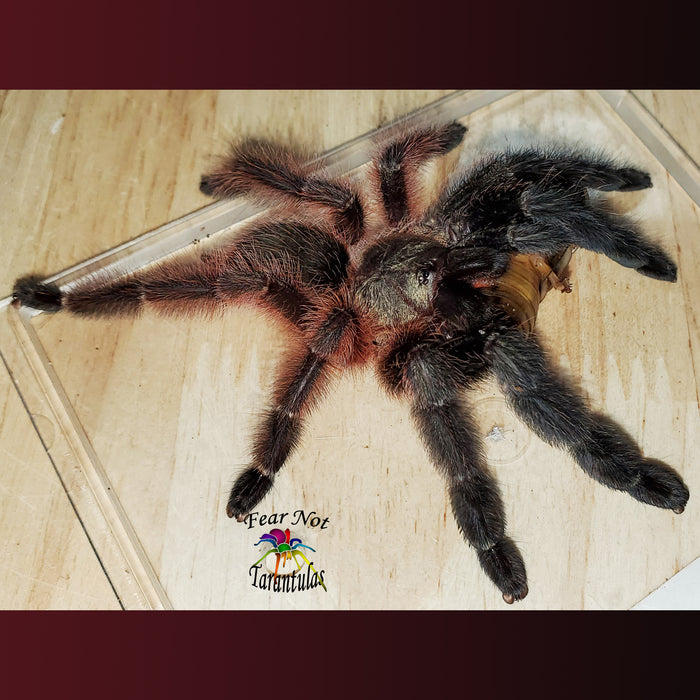 Psalmopoeus victori (Darth Maul Tarantula) about 1" FREE for order $500 and over. (after discounts and does not include shipping) One freebie per shipment.