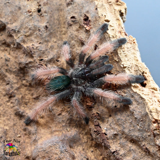 Psalmopoeus emeraldus (Emerald Chevron) about  3/4" - 1"