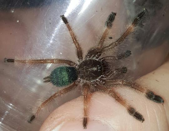 Psalmopoeus reduncus (Costa Rican Orange Mouth Tarantula) about 1 1/4" - 1 1/2" FREE for orders $100 and over. (after discounts and does not include shipping) One freebie per shipment.