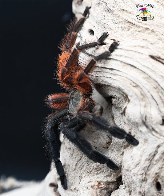 Psalmopoeus victori (Darth Maul Tarantula) about 3/4-1" FREE with orders $450 and over. (after discounts and does not include shipping) One freebie per shipment.