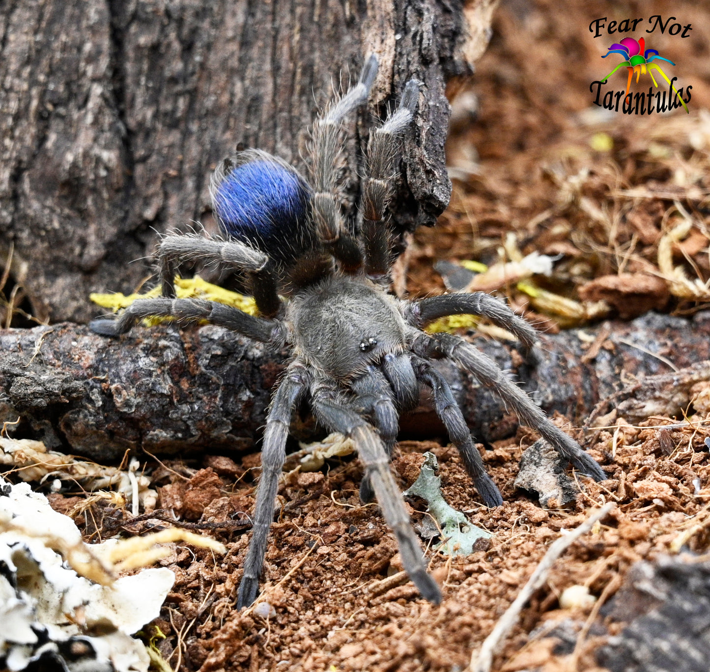 Pseudhapalopus sp Blue (Colombian Blue Dwarf)  Tarantula about 1/2" - 3/4"