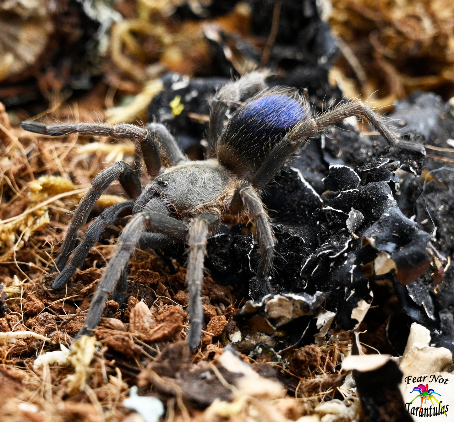 Pseudhapalopus sp Blue (Colombian Blue Dwarf)  Tarantula about 1/2" - 3/4"