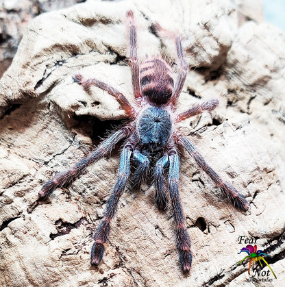 Amazonius germani  (Orange Tree Spider Tarantula)  About 1/2" - 3/4" *** IN STORE ONLY DUE TO PREMOLT 8/18 ***