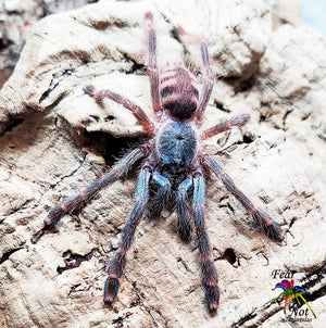 Amazonius germani (Ex Pseudoclamoris gigas) (Orange Tree Spider Tarantula)  About  1" - 1 1/2"