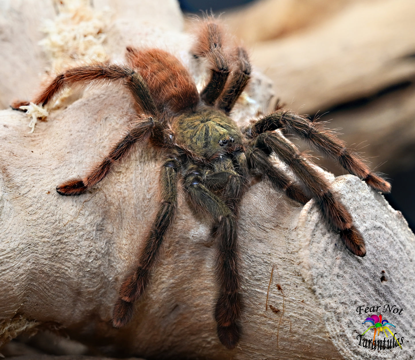 Amazonius (was Pseudoclamoris)  elenae Tarantula about  2 1/2" 💙MALE💙