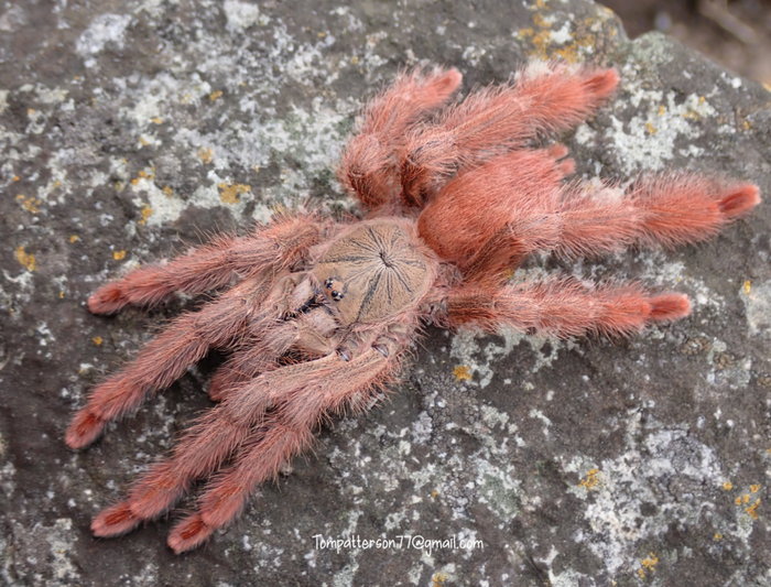 Amazonius germani (Ex Pseudoclamoris gigas) (Orange Tree Spider Tarantula)  About  1" - 1 1/2"