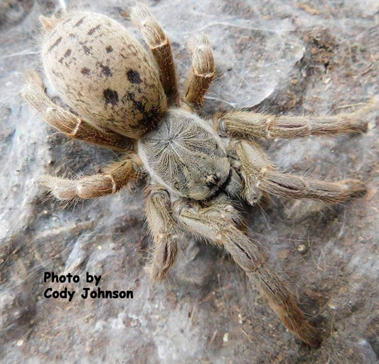 Pterinochilus lugardi  (Fort Hall Baboon Tarantula) about 3/4" FREE for orders $100 and over! (after discounts and does not include shipping) One freebie per shipment.