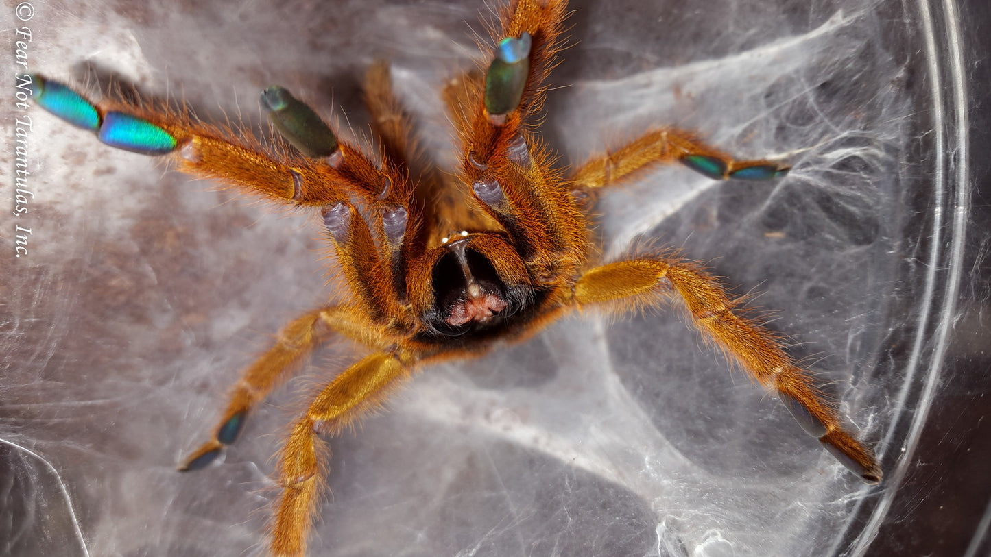 Pterinochilus murinus (Orange Baboon Tarantula, OBT)  about 1"