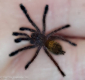 Pterinochilus murinus (Orange Baboon Tarantula, OBT)  about 1/2" - 3/4" Free for orders $175 and over!  (after discounts and does not include shipping) One freebie per shipment.