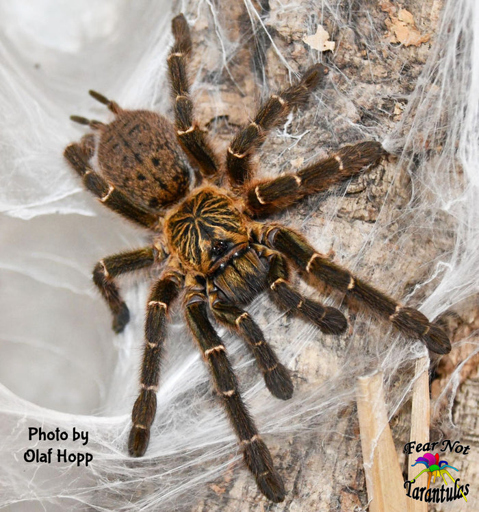 Pterinochilus murinus DCF "Mikumi NP" Tarantula about 1/2" - 3/4"