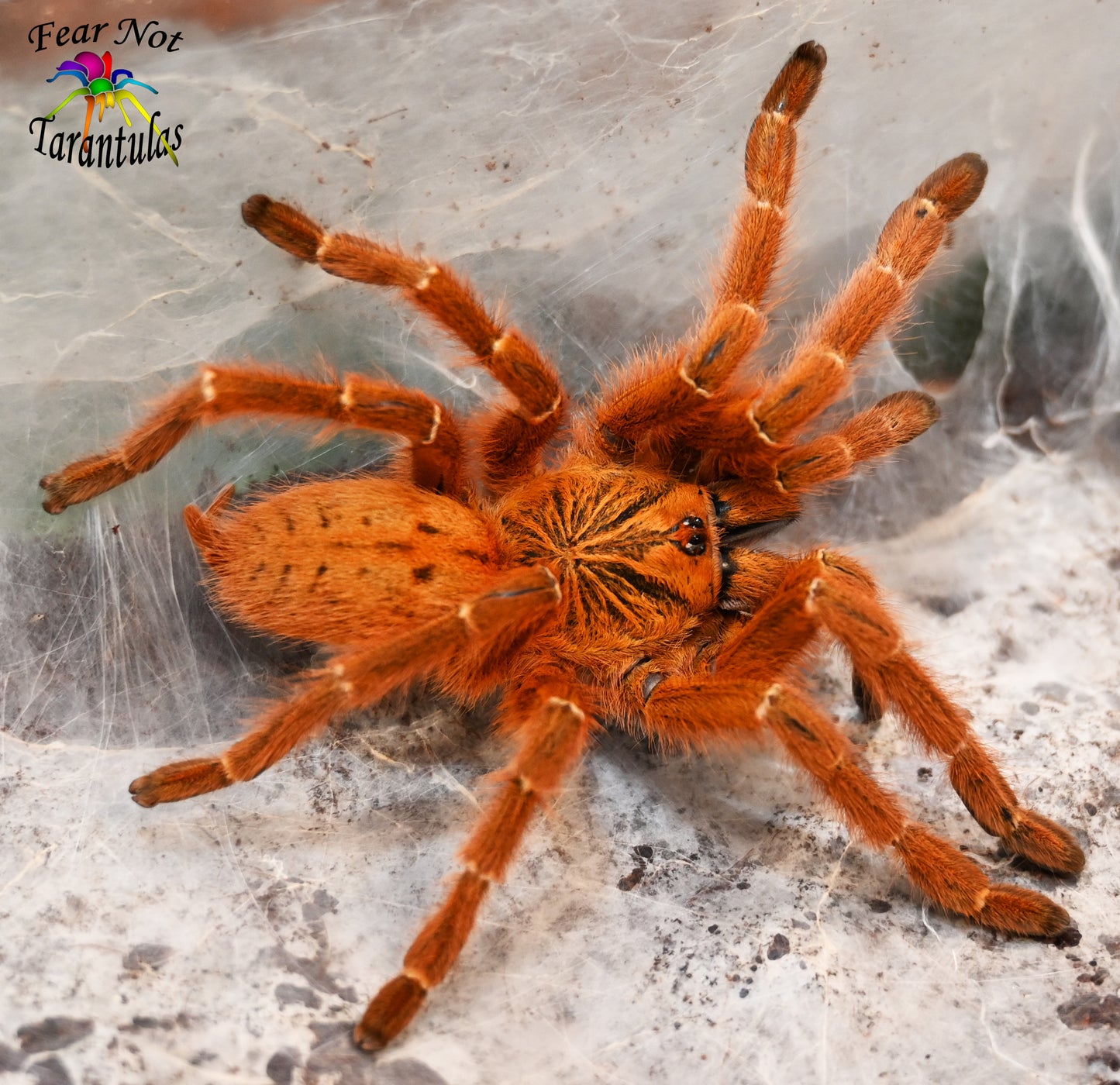 Pterinochilus murinus (Orange Baboon Tarantula, OBT)  about 1/2" - 3/4" IN STORE ONLY DUE TO BEING TOO NEAR MOLTING TO SHIP 3/5