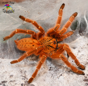 Pterinochilus murinus (Orange Baboon Tarantula, OBT)  about 1/2" - 3/4" Free for orders $175 and over!  (after discounts and does not include shipping) One freebie per shipment.
