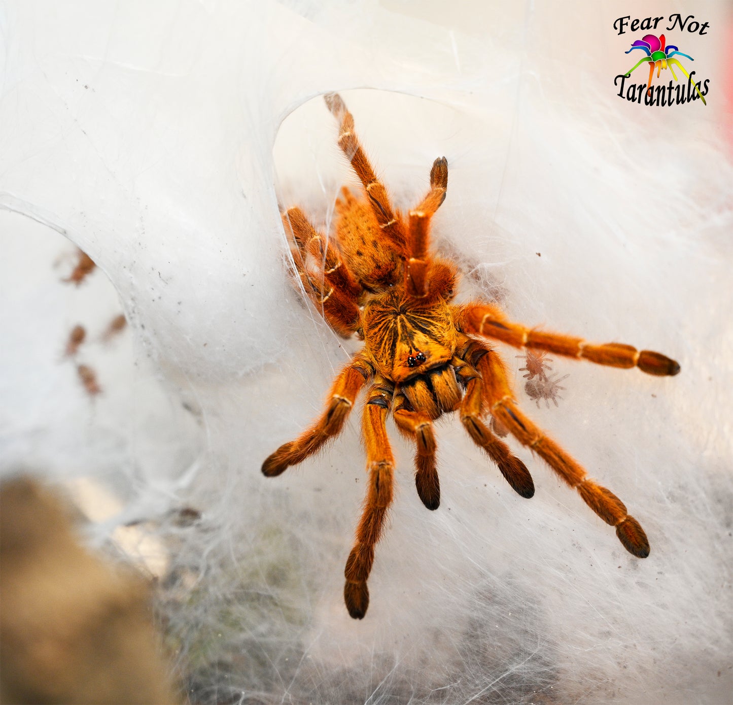 Pterinochilus murinus (Orange Baboon Tarantula, OBT)  about 1/2" - 3/4" IN STORE ONLY DUE TO BEING TOO NEAR MOLTING TO SHIP 3/5