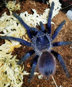 Lasiocyano sazimai (ex Pterinopelma) (Iridescent Blue Tarantula) about 1/3" - 1/2"