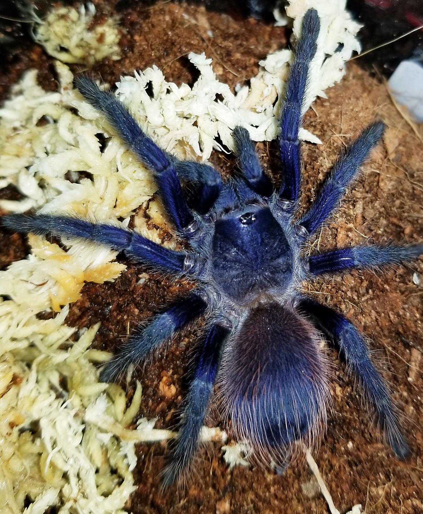 Lasiocyano sazimai (ex Pterinopelma) (Iridescent Blue Tarantula) about 1/2" FREE for orders $125 and over (after discounts and does not include shipping) One freebie per shipment