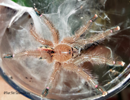 Iridopelma hirsutum  (Amazon Ribbed Tarantula) about 3/4" - 1"