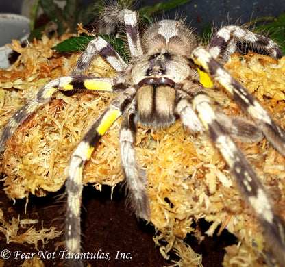 Poecilotheria regalis (Indian Ornamental Tarantula) about 1 3/4"- 2"+