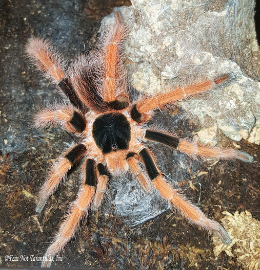 Megaphobema robustum (Colombian Giant Redleg) about  1 1/4 - 1 1/2" One of the most beautiful species! FREE for orders $225 and over.  (after discounts and does not include shipping) One freebie per shipment.