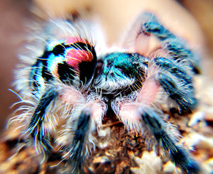 Typhochlaena seladonia (Brazilian Jewel Tarantula) An arboreal trapdoor! about 1/3" to nearly 1/2"  Includes habitat and feeders! 🌟🌟SEE DESCRIPTION BEFORE BUYING🌟🌟