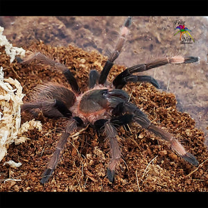 Sericopelma sp. Santa Catalina Tarantula 1" FREE for orders $250 and over. (after discounts and does not include shipping) One freebie per shipment.