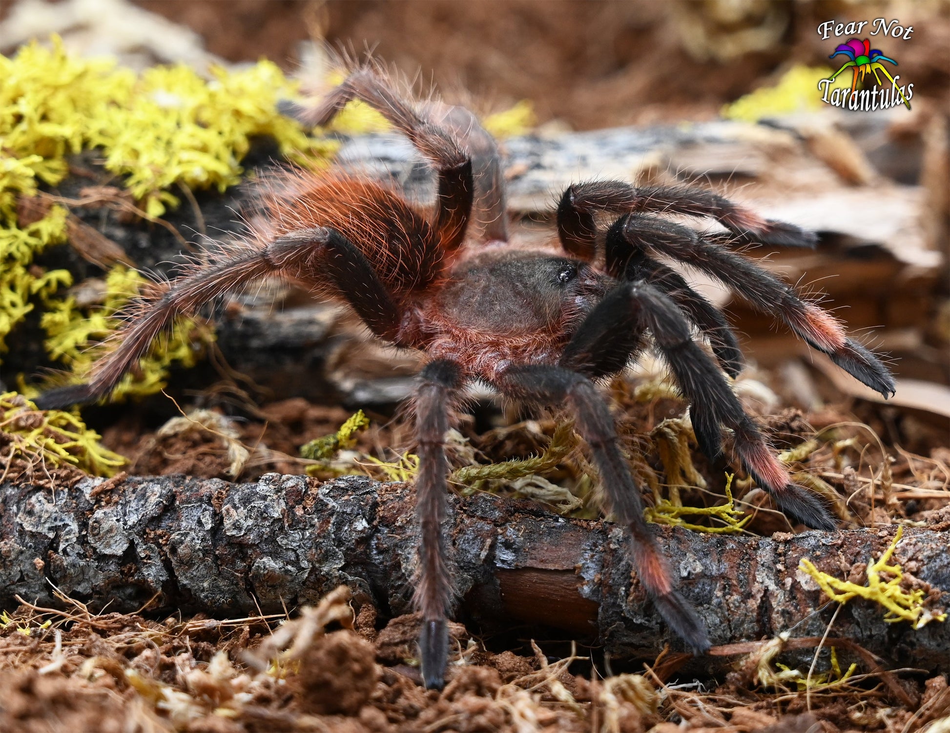 Sericopelma sp Boquete (Boquete Bird Eater) Tarantula 3 1/2 - 4