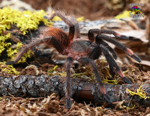 Sericopelma sp Boquete (Boquete Bird Eater) Tarantula  3 1/2 - 4" ♀️♀️♀️  FEMALE *IN STORE ONLY AT THIS TIME*