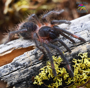 Sericopelma sp. veraguas tarantula (Veraguas Bird Eater) about 2 - 2 1/2" Male ID SV1M SV2M