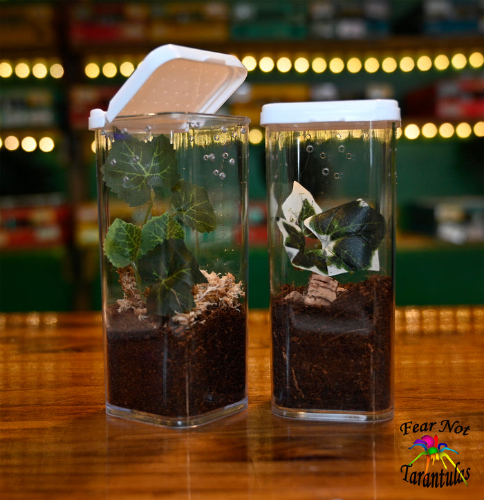Vial Square with flip up lid. 2" X 2" X 4 3/4"  We have added ventilation holes that are 1/32" on the sides and there is ventilation on the lid.  Includes substrate and moss.  Shipped with spiderlings only