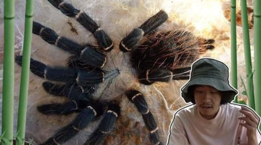 Taksinus bambus (Thai Bamboo Spider)  🌟Newly Discovered!! Check out on YouTube!🌟 COMING SOON! SIGN UP FOR AN EMAIL ALERT