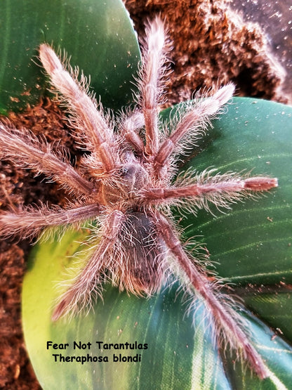 Theraphosa blondi (Goliath Birdeater Tarantula) about 1" - 1 1/2"