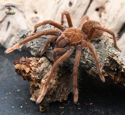 Theraphosa apophysis (Pink Foot Goliath Tarantula) about 2" - 2 1/2" Unsexed Juvenile