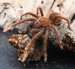 Theraphosa apophysis (Pink Foot Goliath Tarantula) about 2 1/2" - 3"" Unsexed Juvenile