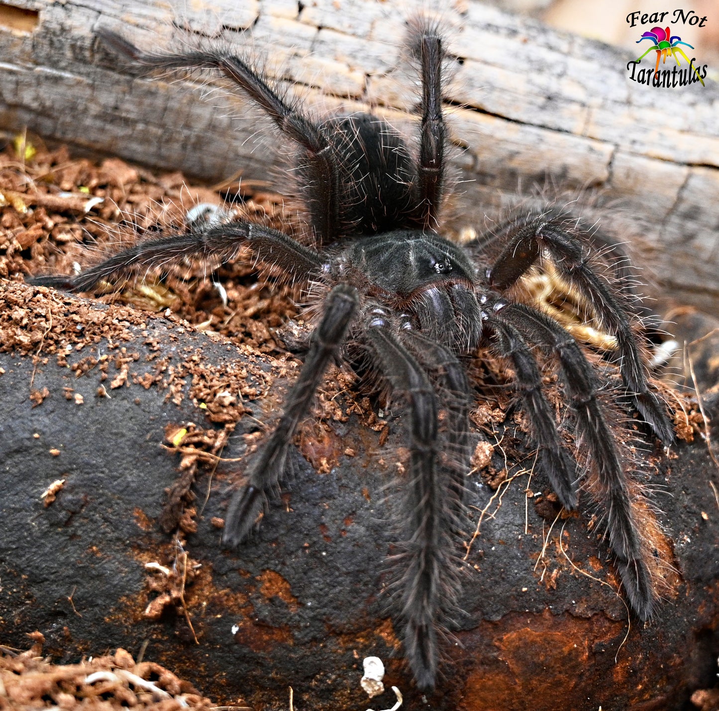 Theraphosa blondi (Goliath Birdeater Tarantula) about 1" - 1 1/2"