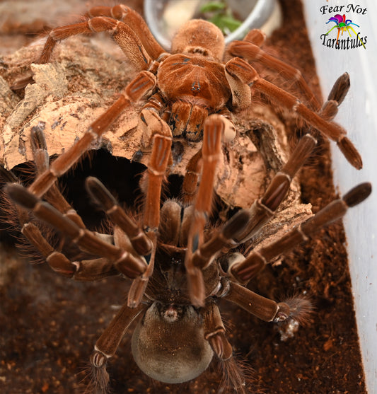 Theraphosa stirmi (Burgundy Goliath Birdeater Tarantula) about 1 1/2" - 2"