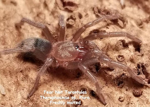 Thrixopelma pruriens (Peruvian Green Velvet) Tarantula about  1" FREE with orders $150 and over.  (after discounts and does not include shipping) One freebie per shipment