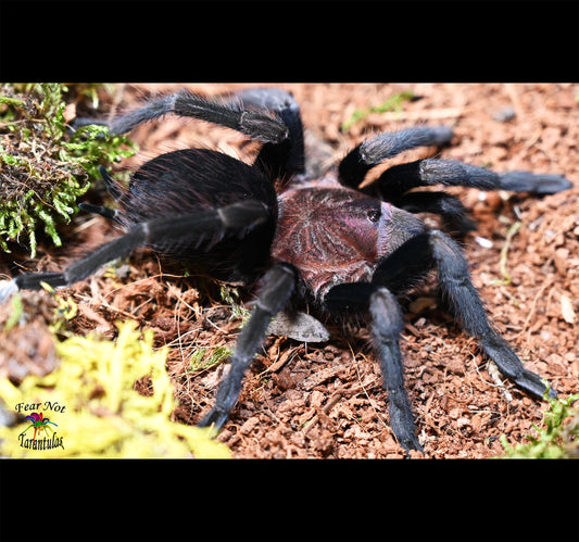 Theraphosinae sp Roatan (Roatan Island Purple Tarantula)  about 2 1/4" Juvenile