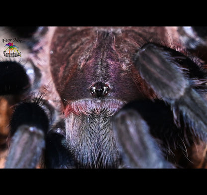 Theraphosinae sp Roatan (Roatan Island Purple Tarantula)  about 2 1/4" Juvenile