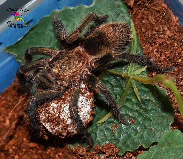 Thrixopelma pruriens (Peruvian Green Velvet) Tarantula about  1" FREE with orders $150 and over.  (after discounts and does not include shipping) One freebie per shipment