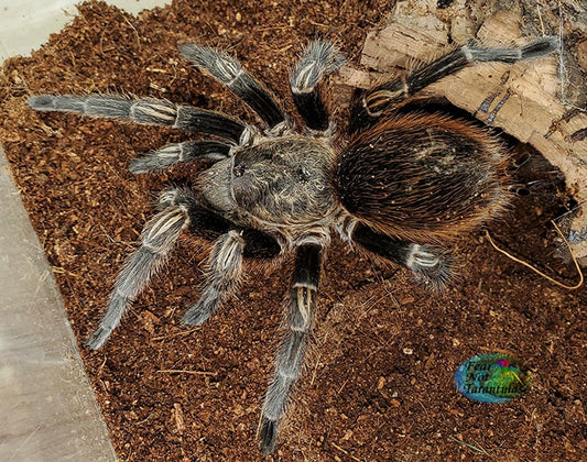 Thrixopelma pruriens (Peruvian Green Velvet Tarantula) about 1/2"  FREE for orders $100.00 and over. (after discounts and does not include shipping) One freebie per shipment.
