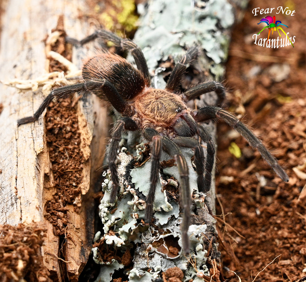 Thrixopelma sp Sullana (Sullana velvet) 1 1/2" - 2"