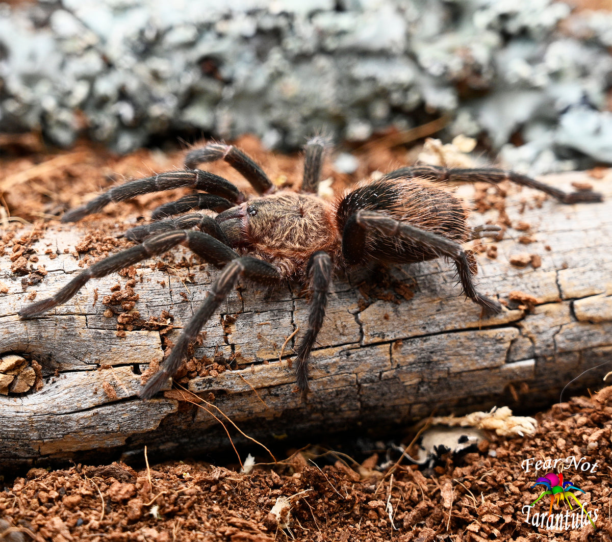 Thrixopelma sp Sullana (Sullana velvet) 1 1/2" - 2"